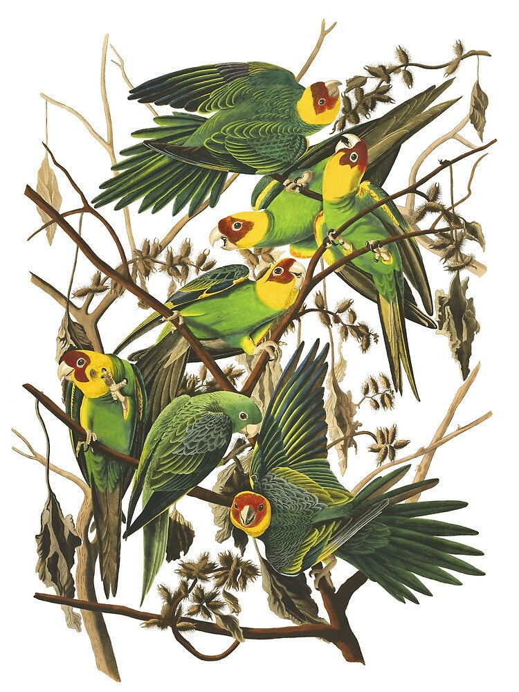 Carolina Parakeet - John James Audubon by billythekidtees Unisex