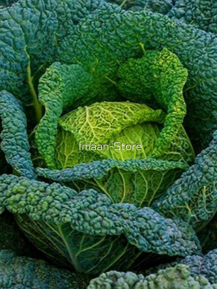 CABBAGE by Imaan-Store