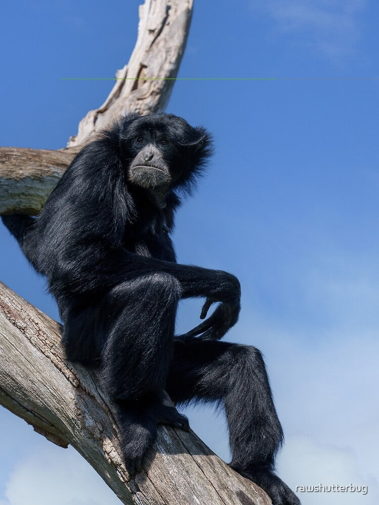 Calm Siamang Gibbon Under Open Sky by rawshutterbug Unisex