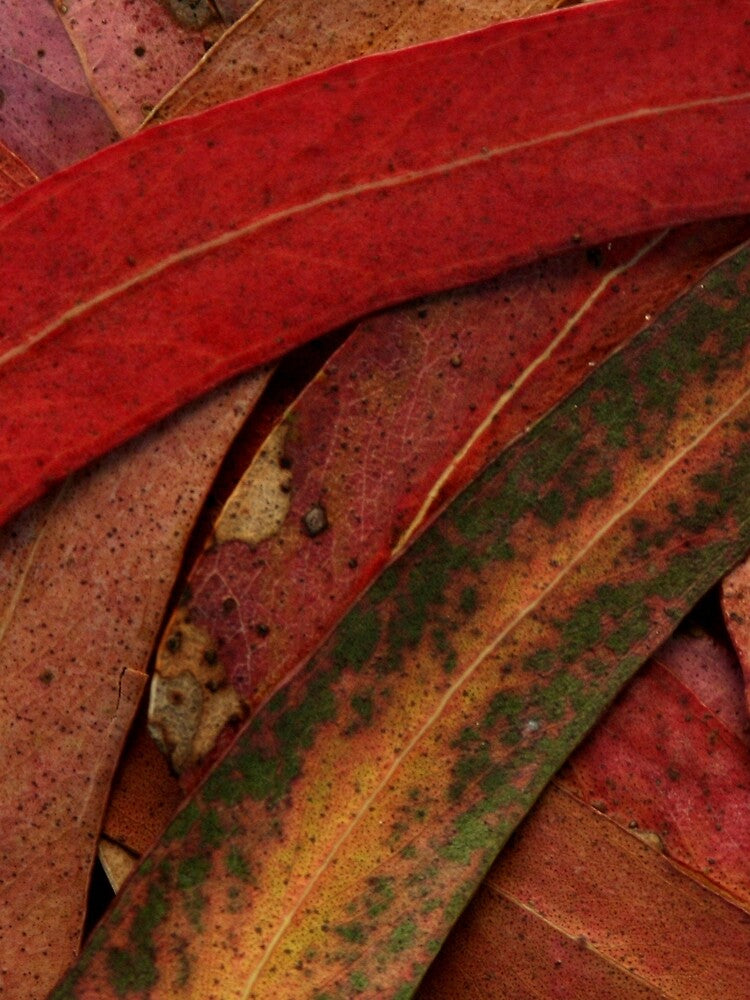 Eucalyptus Tree Leaves by Anna Lemos Unisex