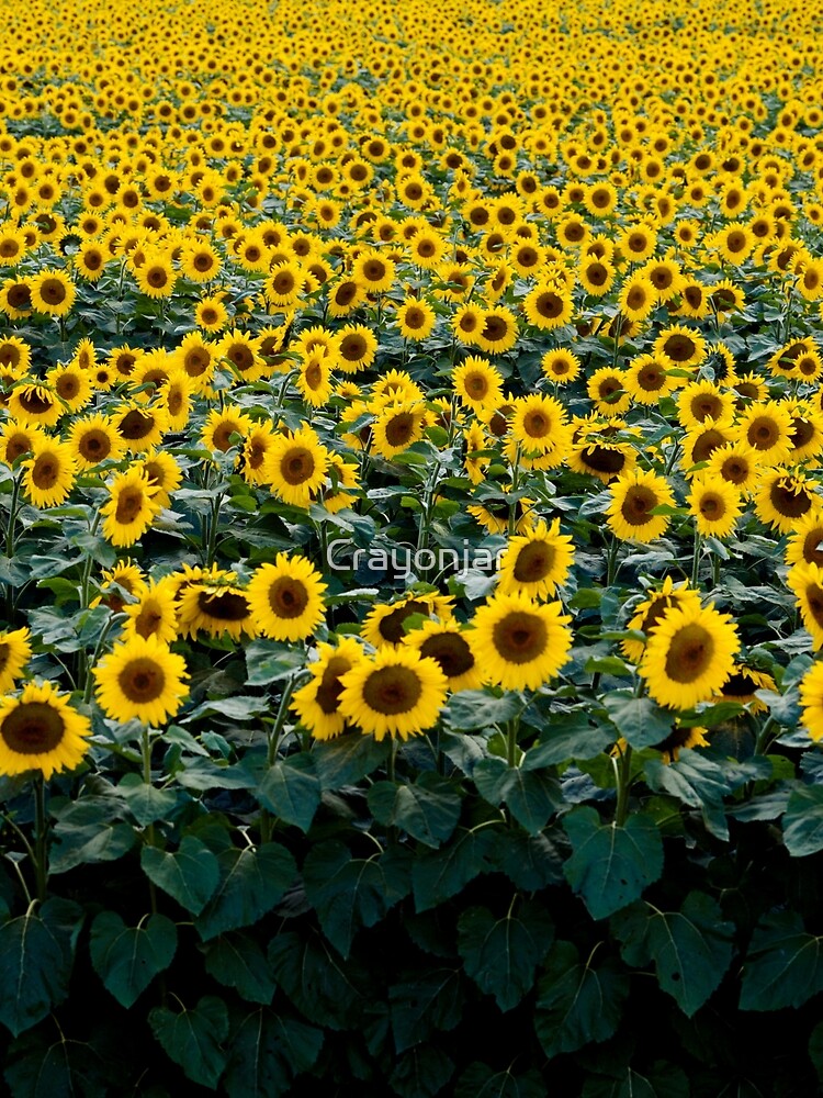 Sunflower Field All Over Design by Crayonjar