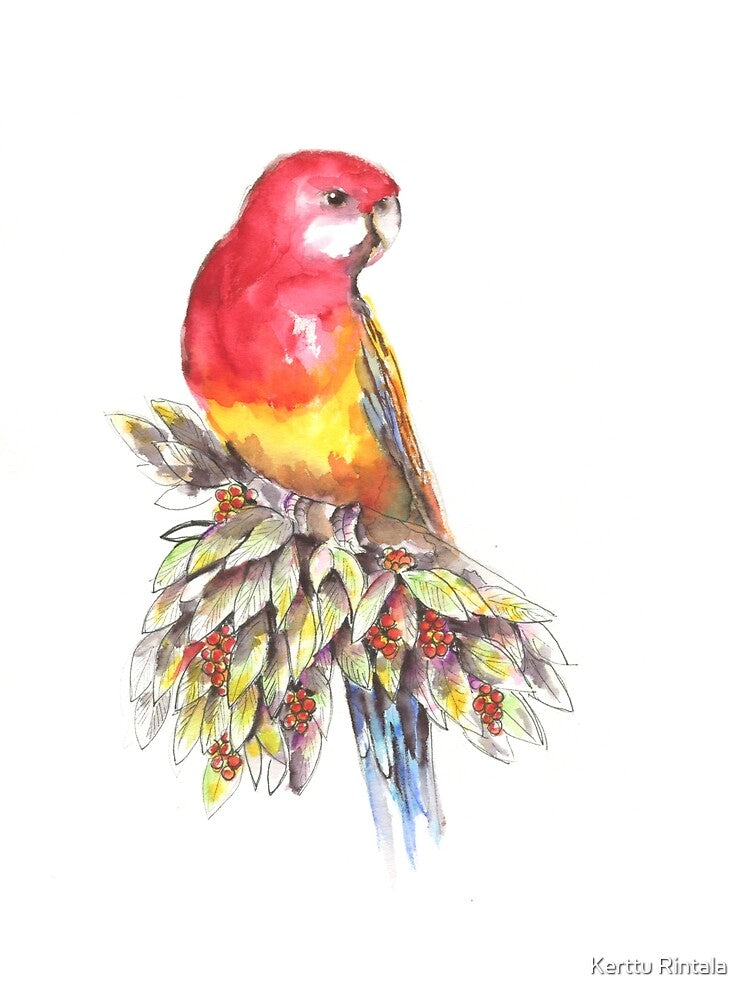 Australian, easten, rosella, eats, seeds, found, everywhere by Kerttu Rintala