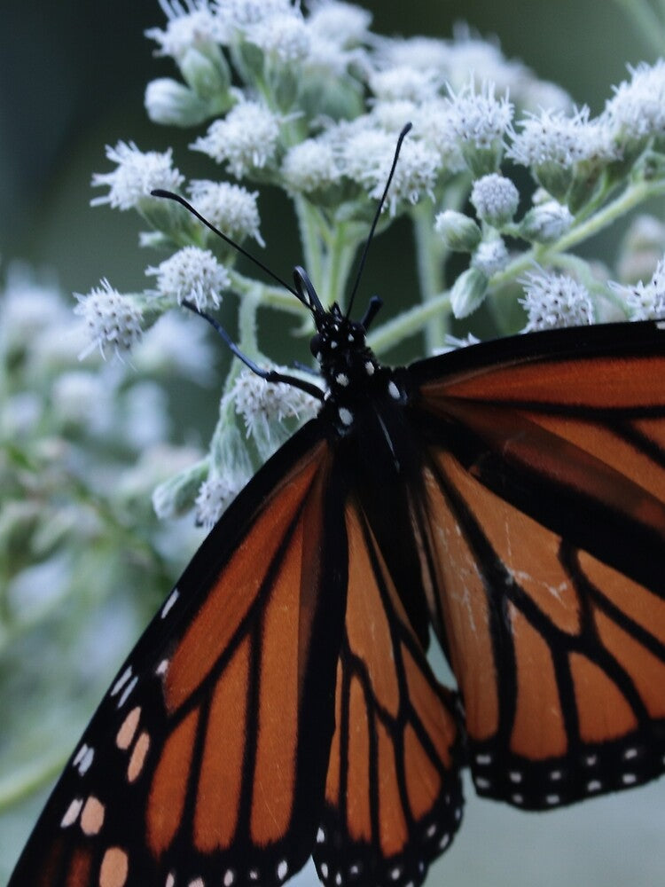 Wings by Shannon Bosley Unisex