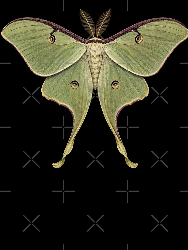 Luna Moth Actias luna Vintage Moth by Harpagann