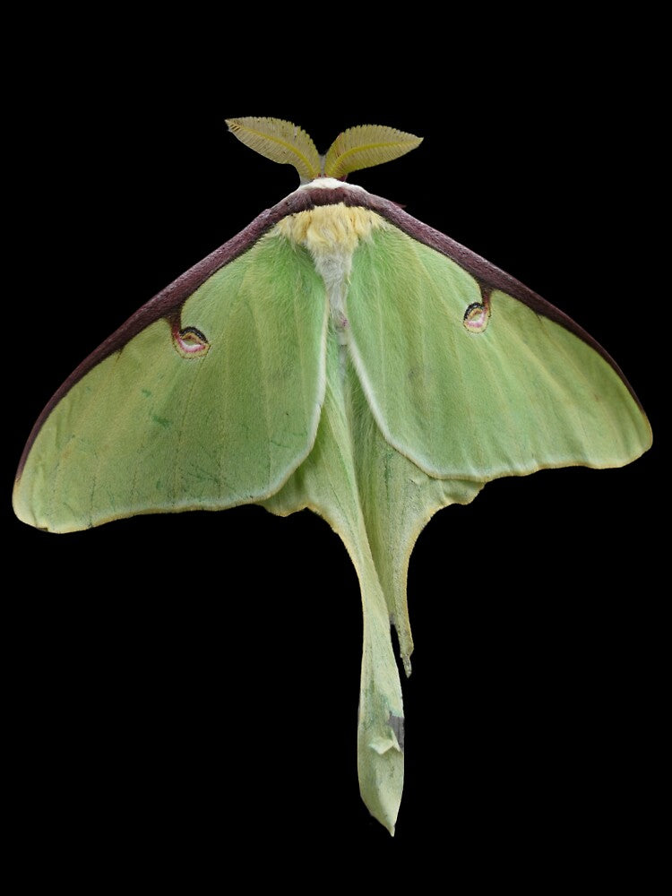 Luna Moth by RainbowSpinkle