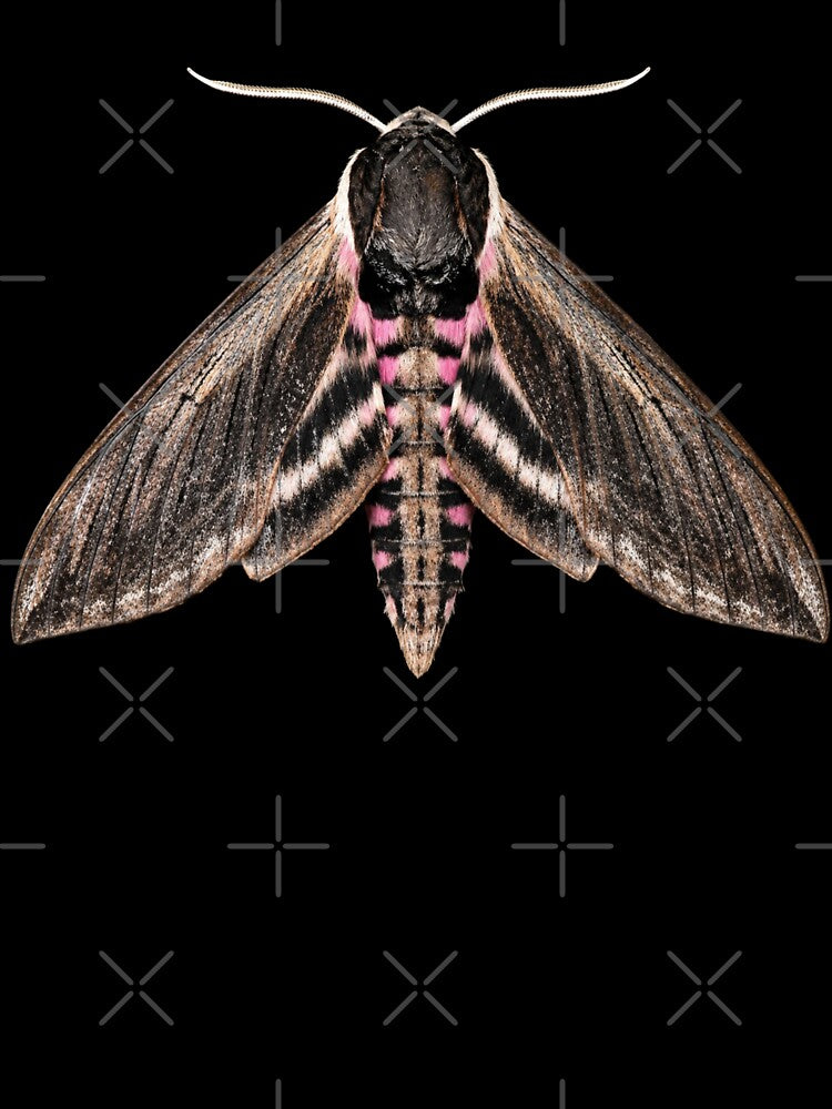 Privet Hawk Moth Sphinx Ligustri Realistic Style by Harpagann