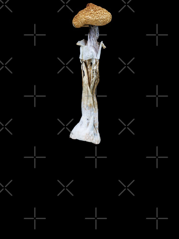 Psilocybe Cubensis Mushroom by Mindhive Visuals