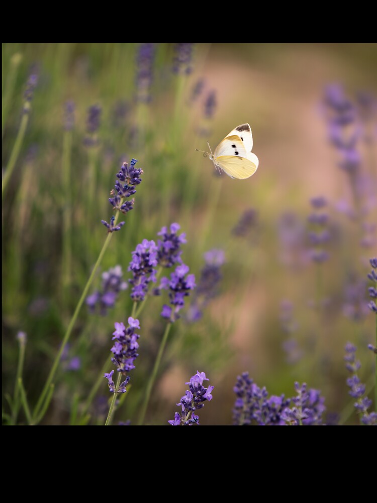 Lavender butterfly by iulianvelea Unisex