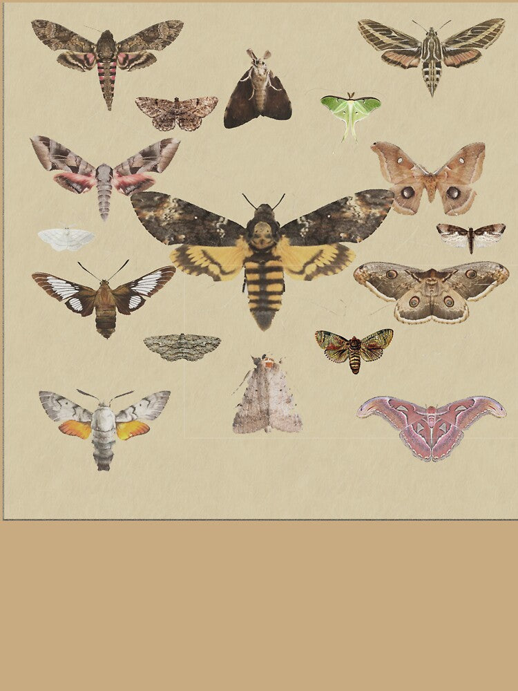 big moth poster by Addie-w-W