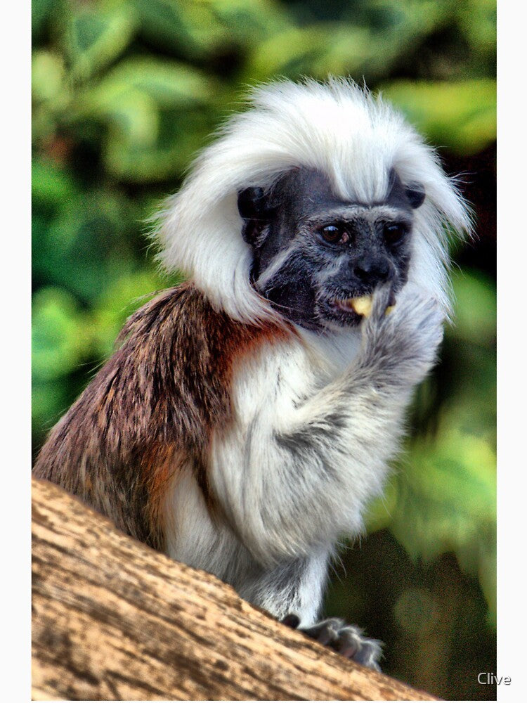 Cotton Topped Tamarin by Clive Unisex