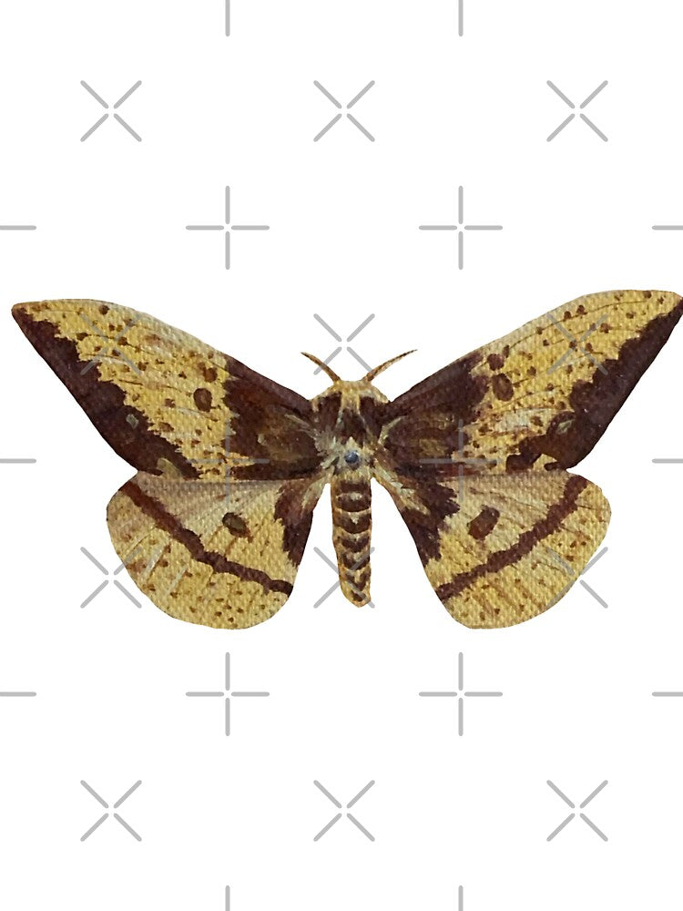 imperial silk moth by kaitlynyaru.art