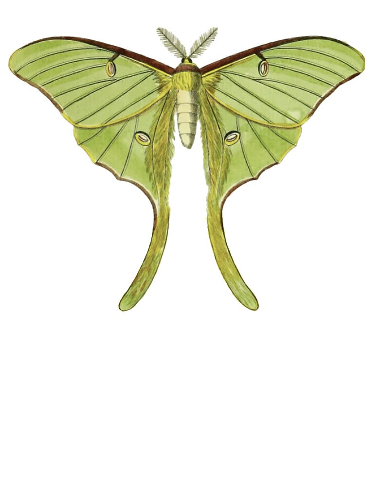 Vintage Luna Moth Illustration, Entomology by HawthorneFlame